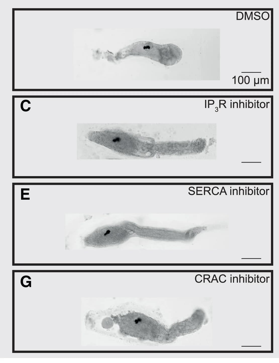 Open access visualization of Microscopy, Bright-Field Images, Cionalarvae, Tail Regression, Pharmacological Treatments