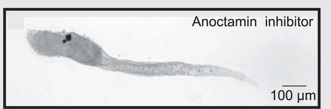 Open access visualization of Microscopy, Bright-Field Images, Cionalarvae, Tail Regression, Pharmacological Treatments