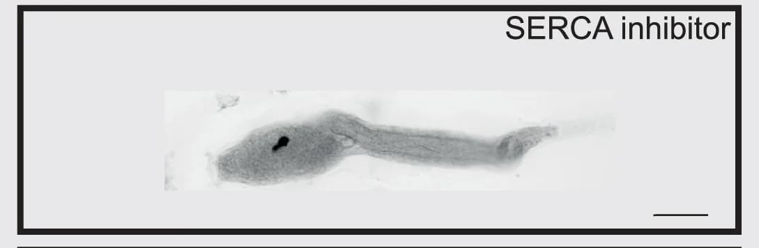 Open access visualization of Microscopy, Bright-Field Images, Cionalarvae, Tail Regression, Pharmacological Treatments