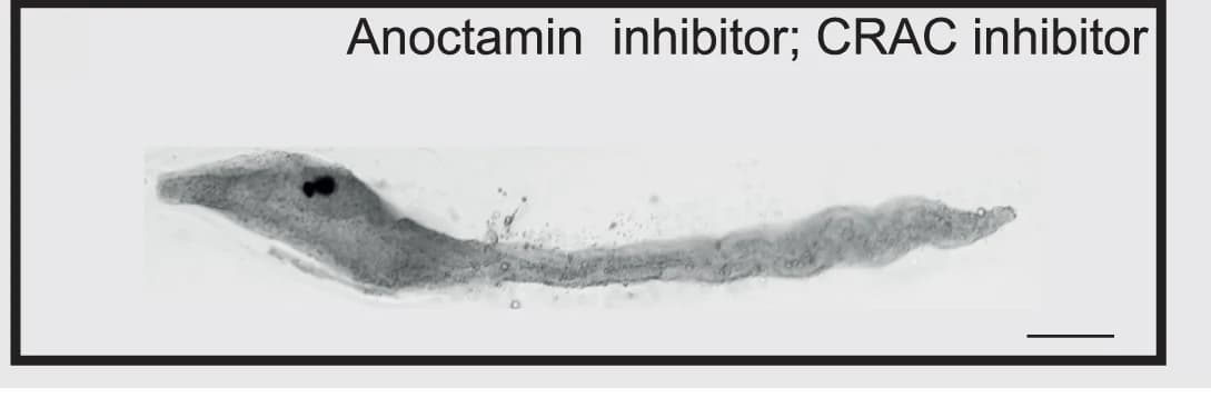 Open access visualization of Microscopy, Bright-Field Images, Cionalarvae, Tail Regression, Pharmacological Treatments