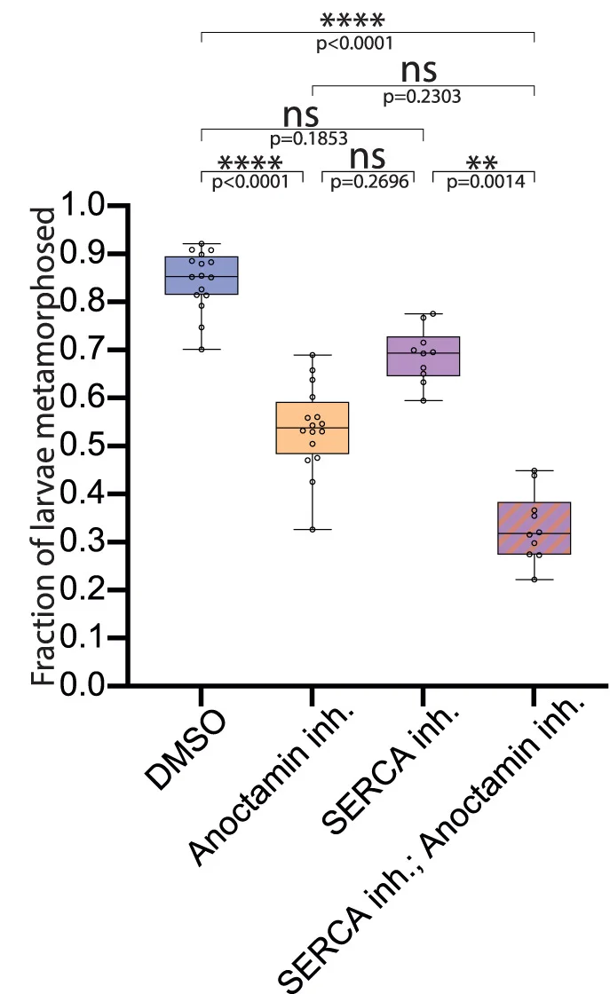 Open access visualization of Box Plot, Scatter Plot, Larvae, Regressed Tails, DMSO
