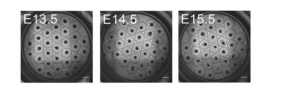 Open access visualization of Microscopy, Bright-Field Image, mTO, Scale Bar