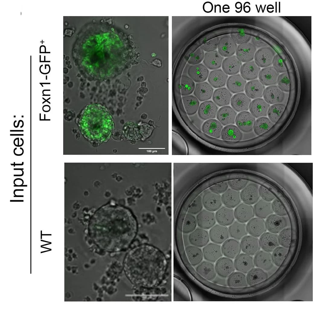 Open access visualization of Microscopy, Foxn1GFP, GFP Fluorescence