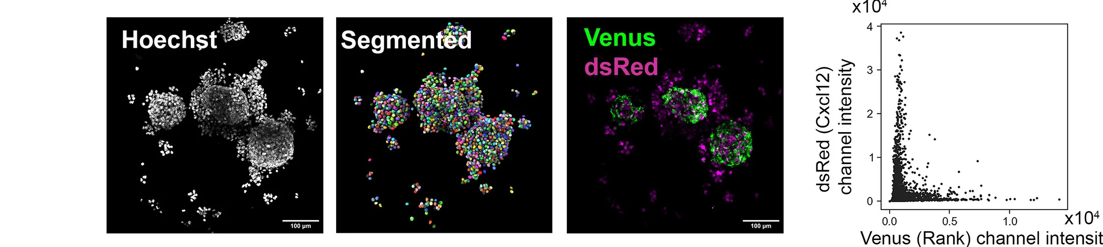 Open access visualization of Microscopy, Scatter Plot, Cxcl12-dsRED, Rank-Venus, mTOs