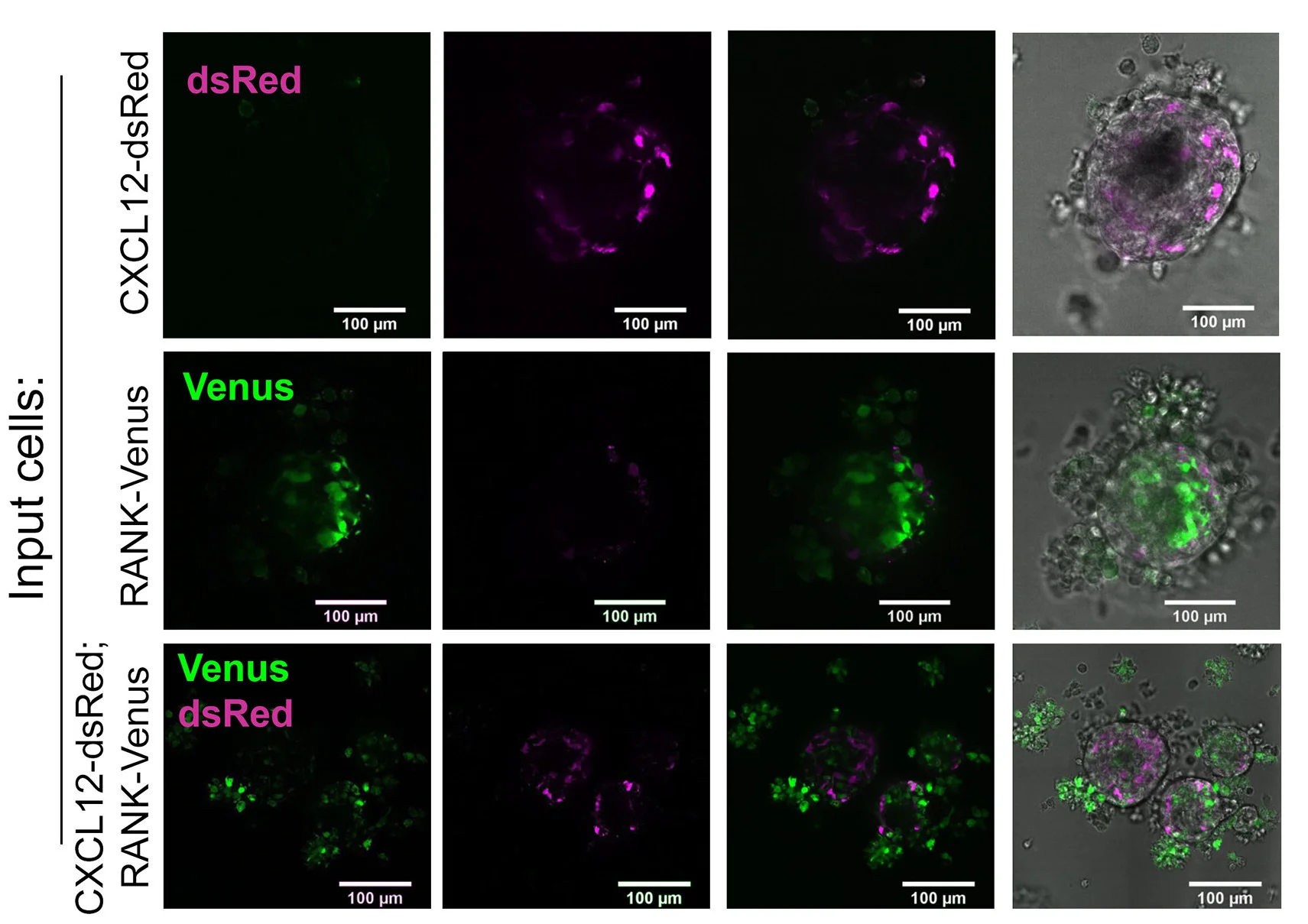Open access visualization of Microscopy, Cxcl12-dsRED, Rank-Venus, mTOs, Venus Fluorescence