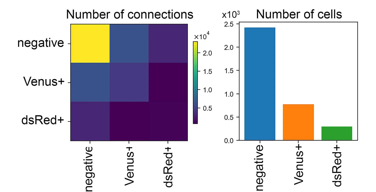 Open access visualization of Bar Plot, Heatmap, Cell-type Distribution, Organoid Edge, Cell Segmentation
