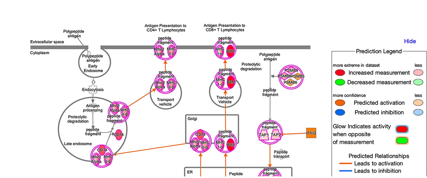 Open access visualization of Workflow, Pathway, Schematics, Ingenuity Pathway Analysis, mTO