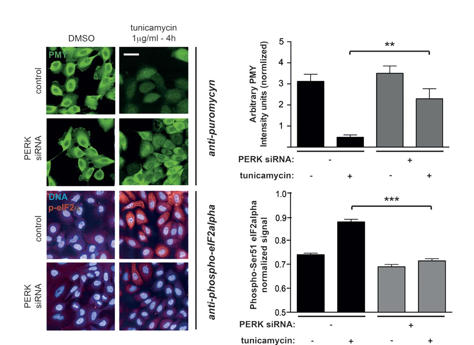 Open access visualization of Bar Plot, Error Bars, Microscopy, Photo, Puromycylation Assays