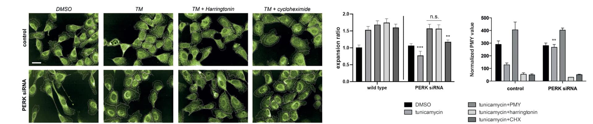Open access visualization of Bar Plot, Error Bars, Microscopy, Photo, Puromycylation