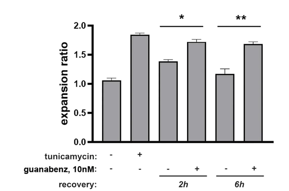 Open access visualization of Bar Plot, Error Bars, MCF10A Cells, Tunicamycin, Guanabenz
