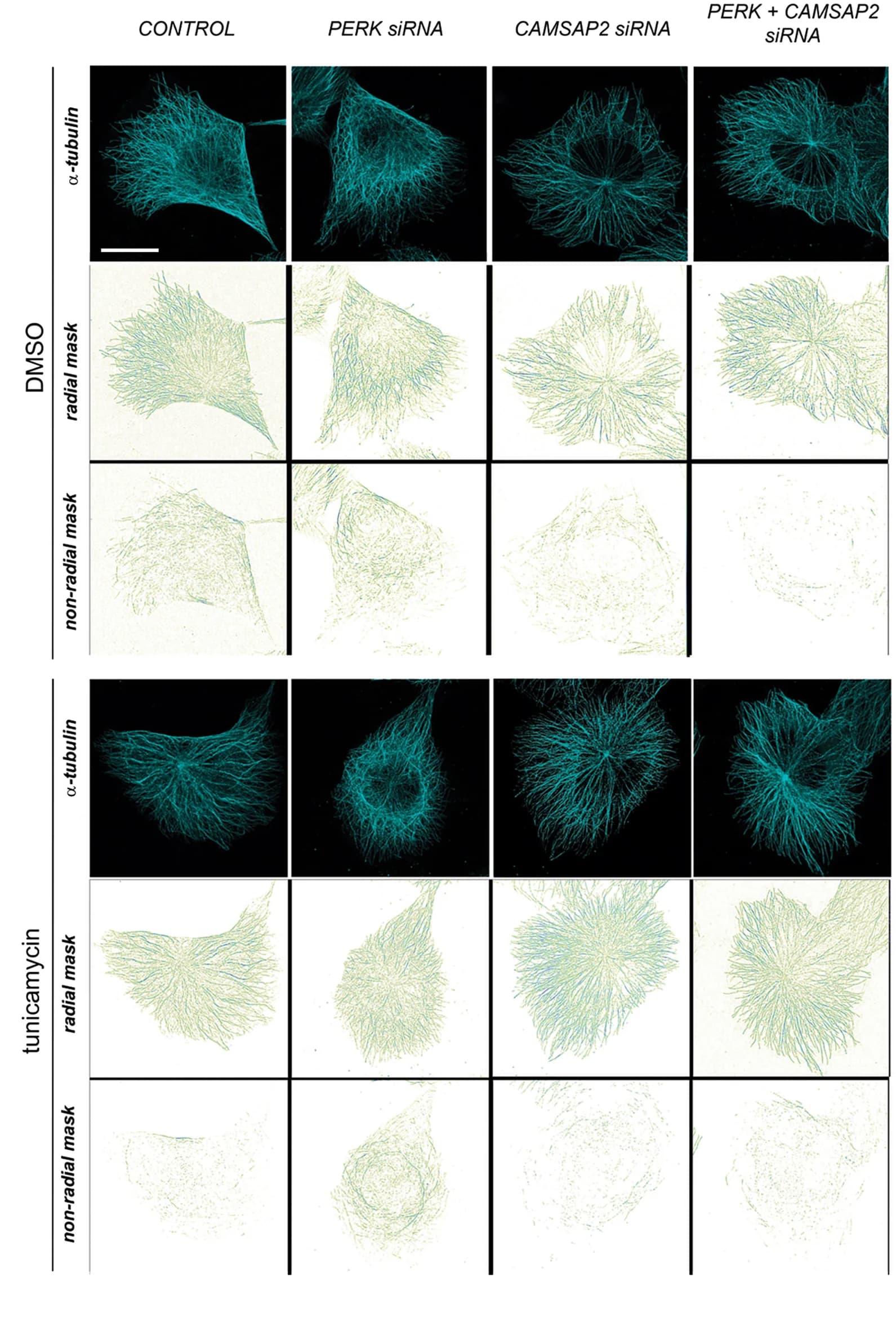 Open access visualization of Microscopy, Microtubule Signals, MCF10A Cells, siRNA, Small-Compound Treatments