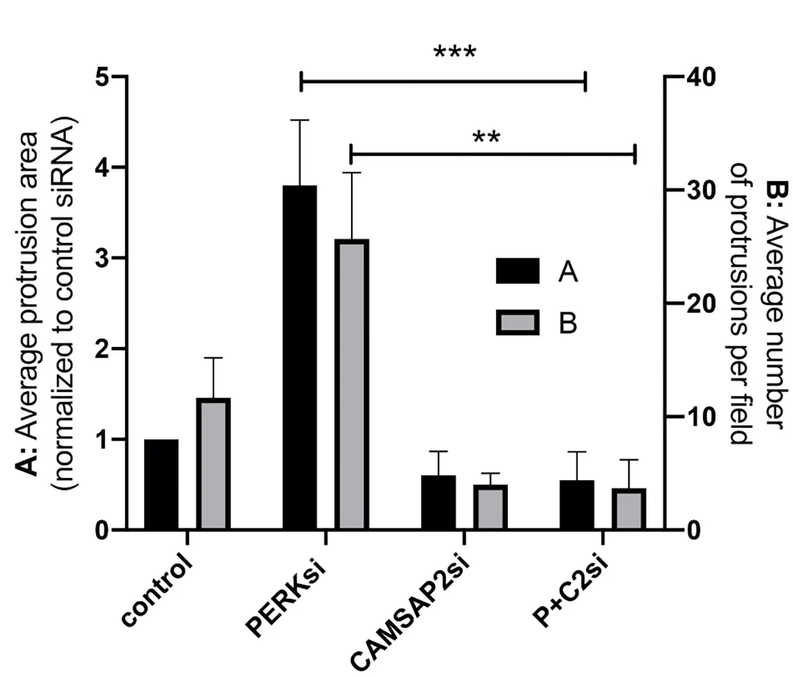 Open access visualization of Bar Plot, Clustered, Error Bars, Biological Replicates, Scale Bar