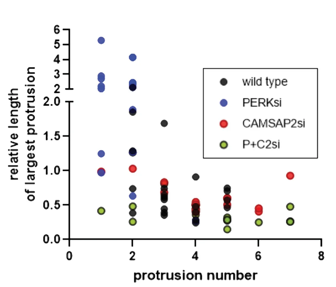 Open access visualization of Scatter Plot, Protrusions Per Cell, Cell Soma Perimeter, Biological Replicates