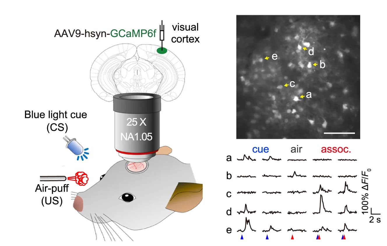 Open access visualization of Microscopy, Line Plot, Calcium Imaging, Neurons, Trace Conditioning
