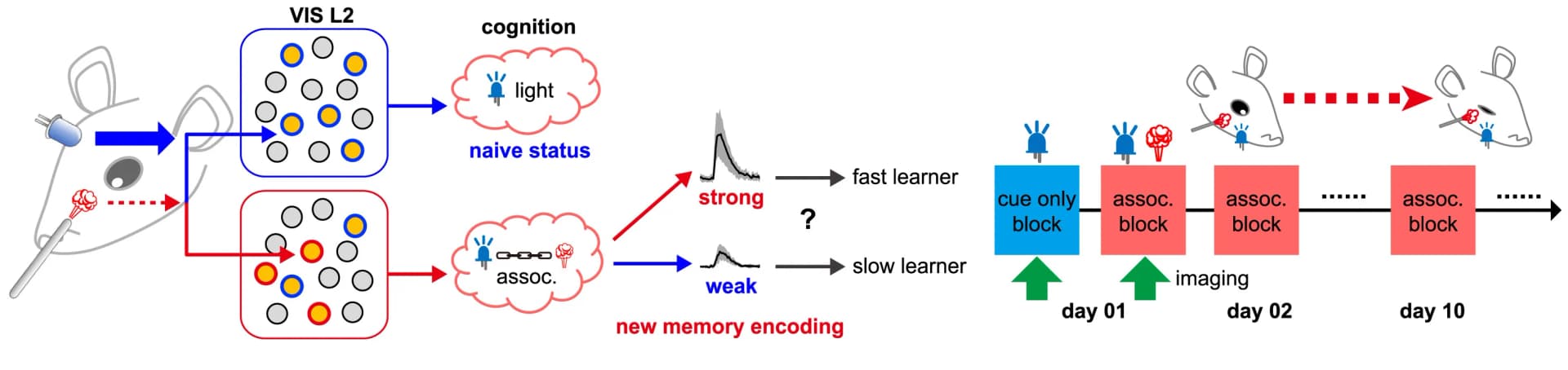 Open access visualization of Workflow, Illustration, Line Plot, Error Bars, Neuronal Representation