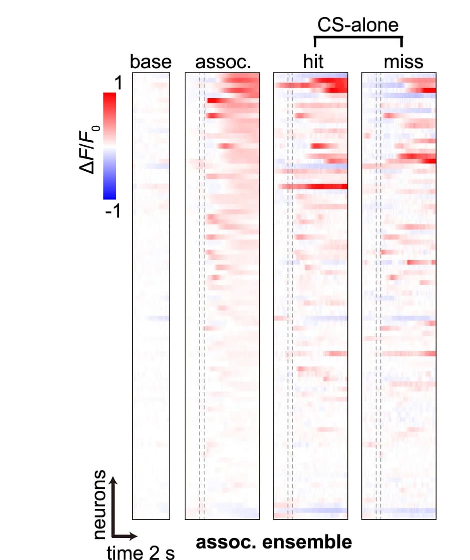 Open access visualization of Heatmap, Heatmaps, Association-activated Ensembles, Association Trials, Recall Trials