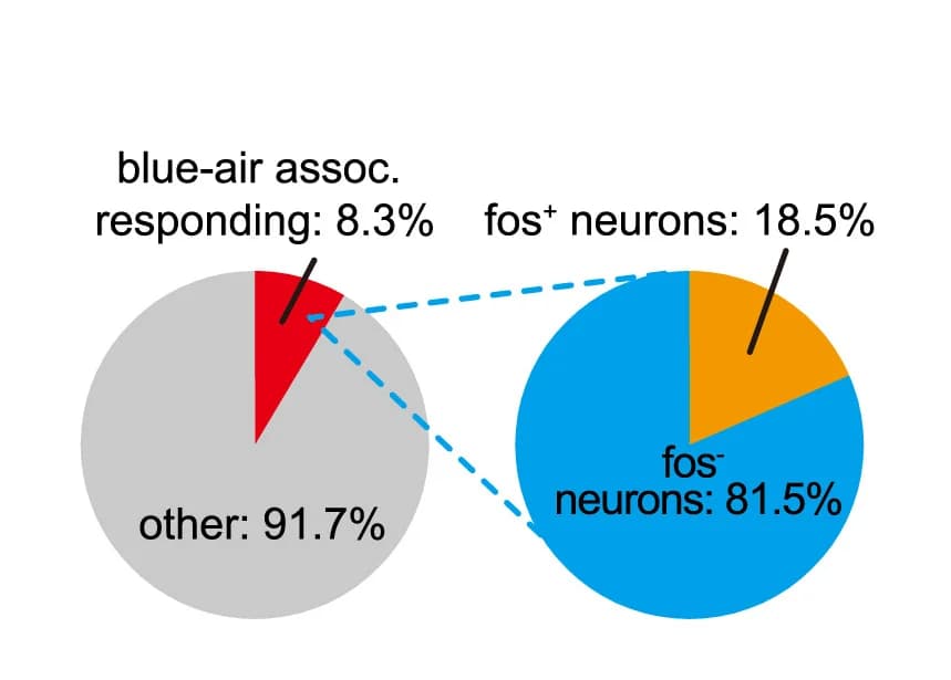 Open access visualization of Pie Chart, Fos+ Cells, Blue-Air Association, GCaMP6f