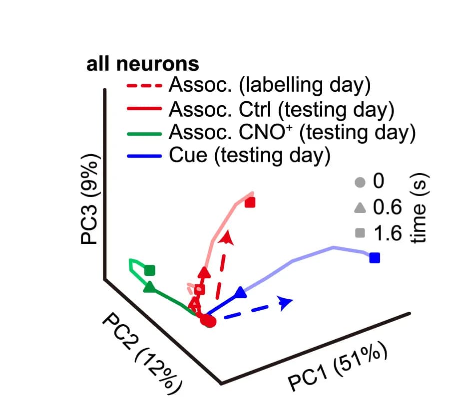 Open access visualization of Scatter Plot, PCA, Line Plot, Neuronal Responses, CNO