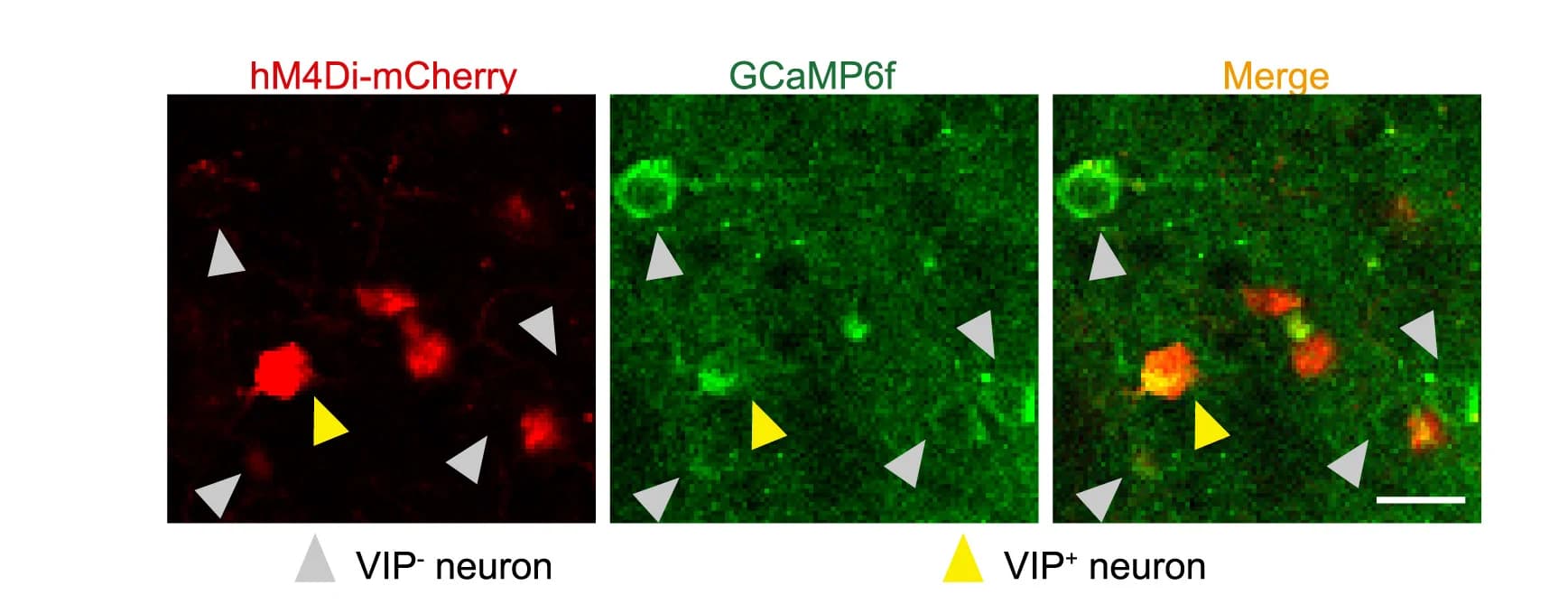 Open access visualization of Microscopy, TRAP-labeled, VIP+ Neurons, Layer II, VIS