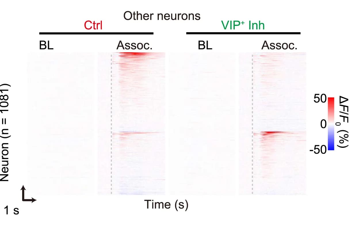 Open access visualization of Heatmap, Raster Plot, VIP- Neurons, CNO-mediated Silencing, VIP+ Interneurons