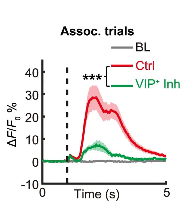 Open access visualization of Line Plot, Error Bars, Calcium Activities, Association Neurons, CNO-mediated Silencing