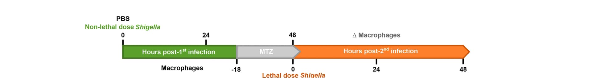 Open access visualization of Workflow, Illustration, Zebrafish, Immune Training Model, HBV