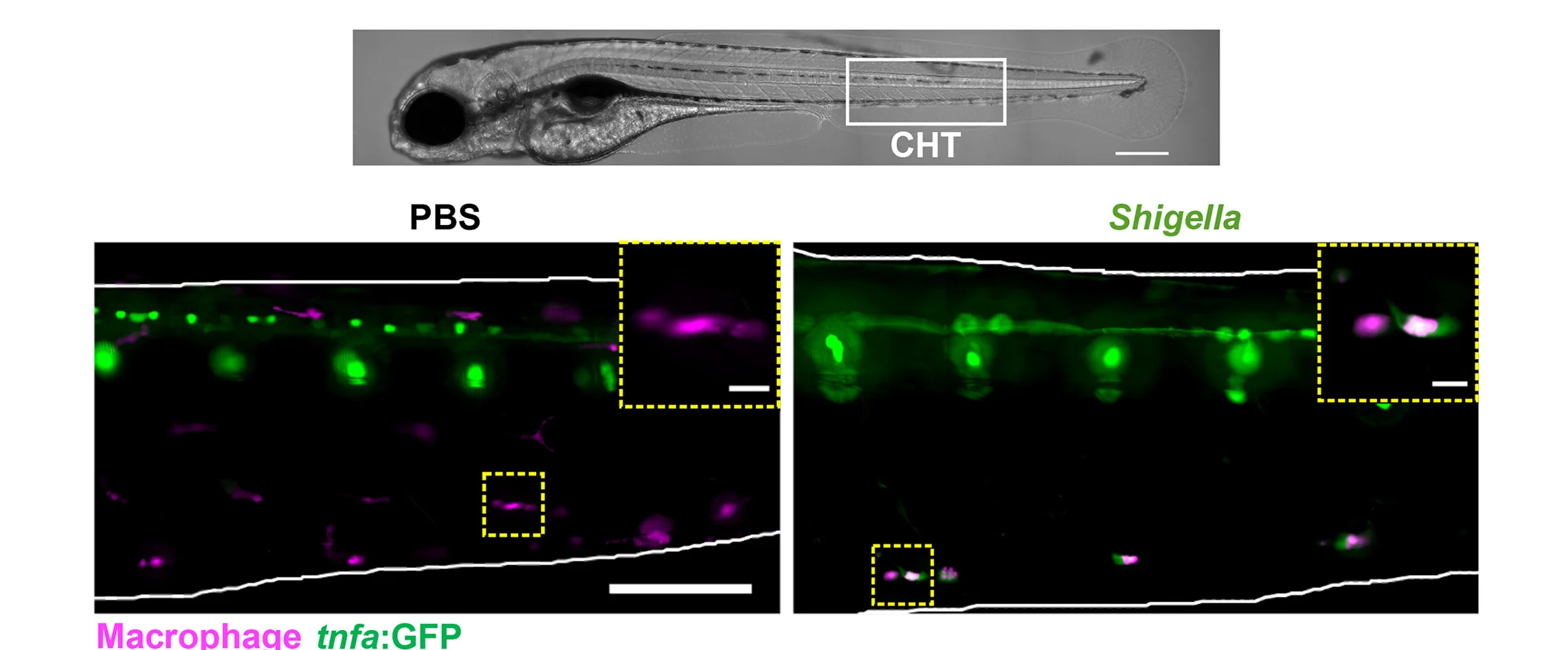 Open access visualization of Microscopy, Macrophages, TNF-alpha, Larvae, CHT Region