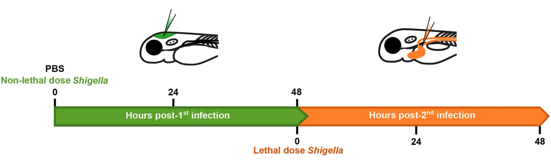 Open access visualization of Workflow, Illustration, Zebrafish, Immune Training, HBV