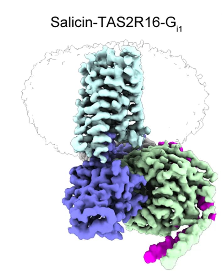 Open access visualization of Protein Structure, Cryo-EM, Density Map, Cartoon Model, Salicin