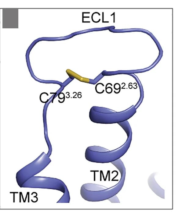 Open access visualization of Protein Structure, Disulfide Bond, TM2, TM3, TAS2R16