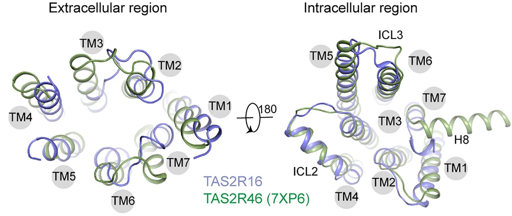 Open access visualization of Protein Structure, Structural Comparison, Salicin-TAS2R16, Strychnine-TAS2R46, Extracellular Region