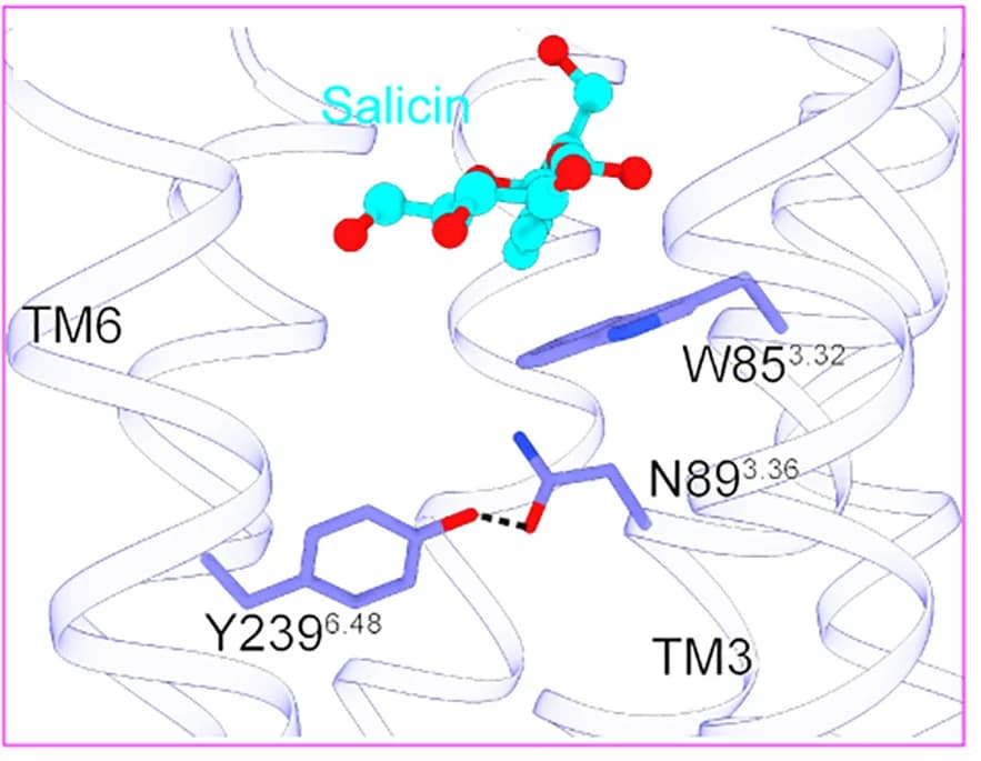 Open access visualization of Protein Structure, Chemical Structure, Y2396.48, N893.36, Hydrogen Bond