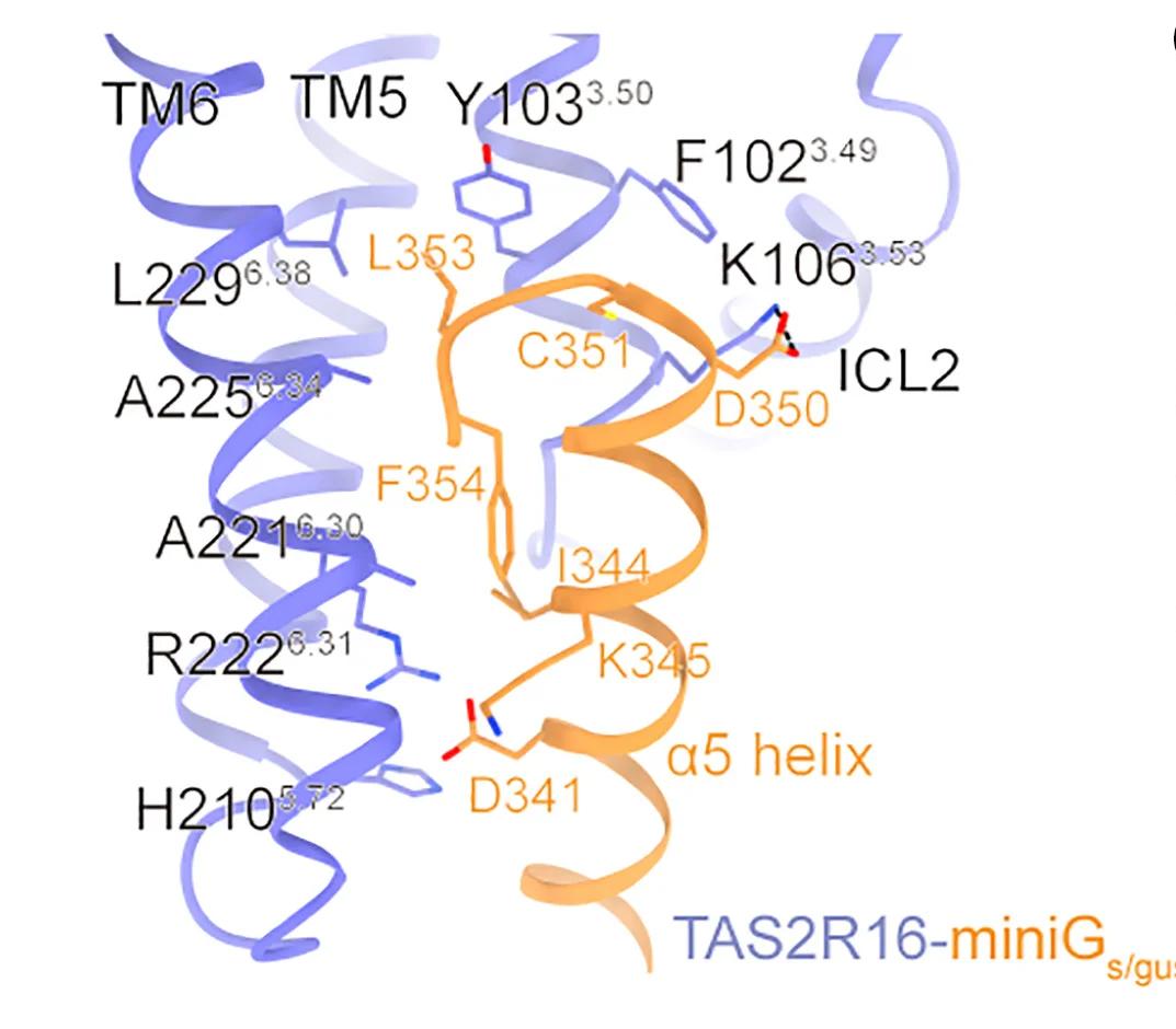 Open access visualization of Protein Structure, Chemical Structure, TAS2R16 Interactions, Alpha 5 Helix, MiniGs/gust