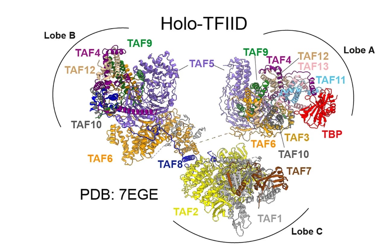 Open access visualization of Protein Structure, Cryo-EM Structure, Human Holo-TFIID