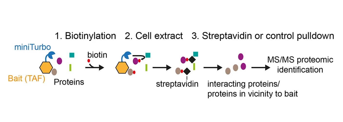 Open access visualization of Workflow, Flowchart, Illustration, Proximity Biotinylation, miniTurbo-tagged Proteins