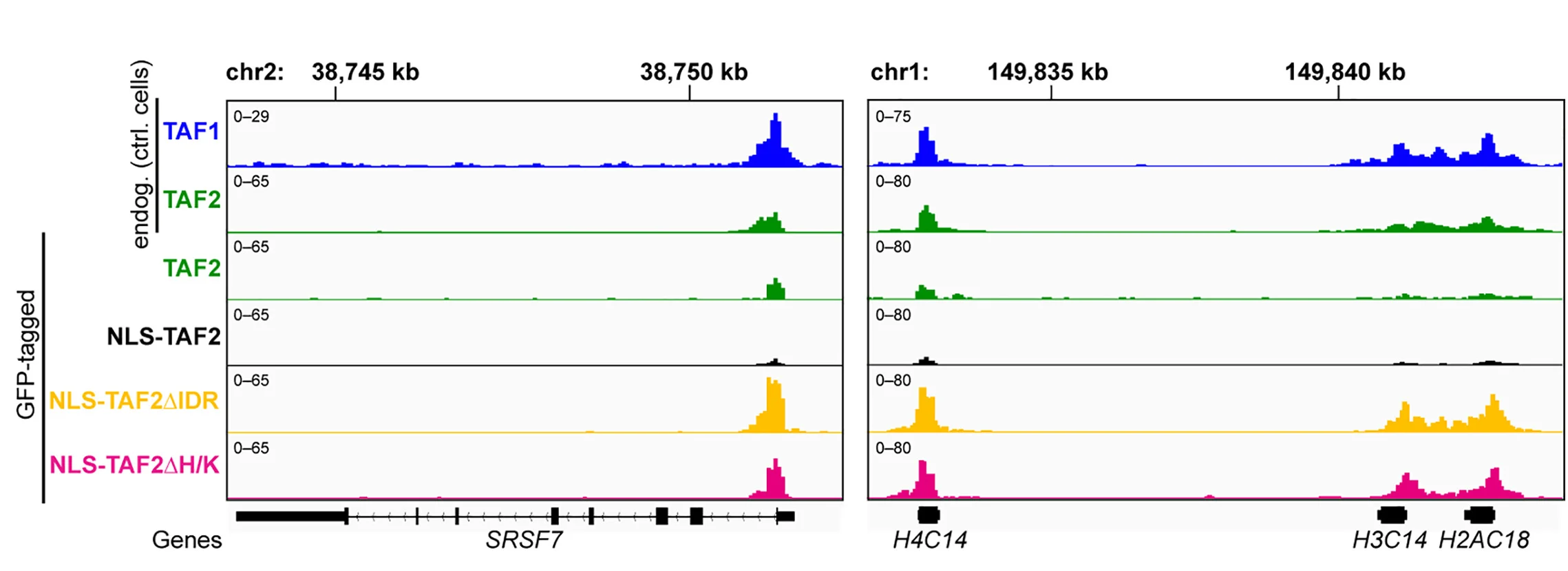 Open access visualization of Line Plot, Density Plot, IGV Tracks, CUT&RUN Experiments, Endogenous TAF1