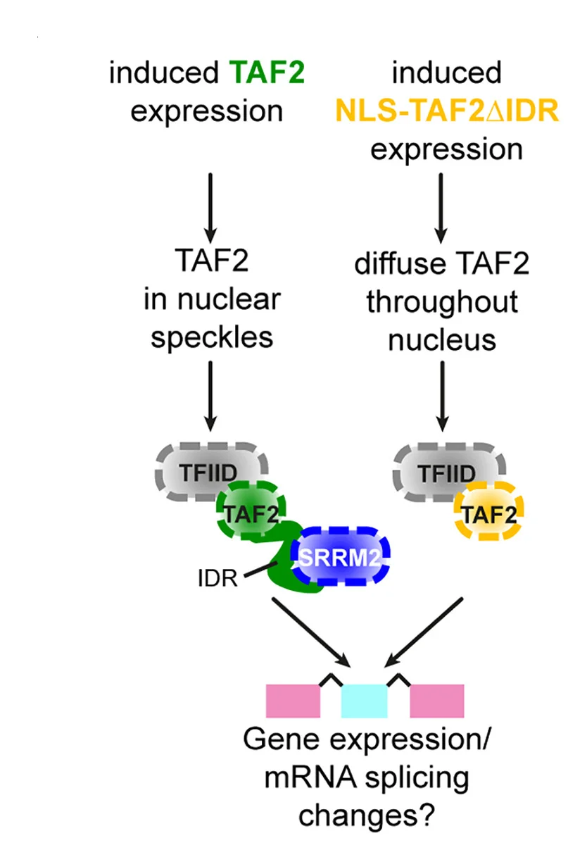 Open access visualization of Workflow, Flowchart, Illustration, SRRM2, TFIID Complexes