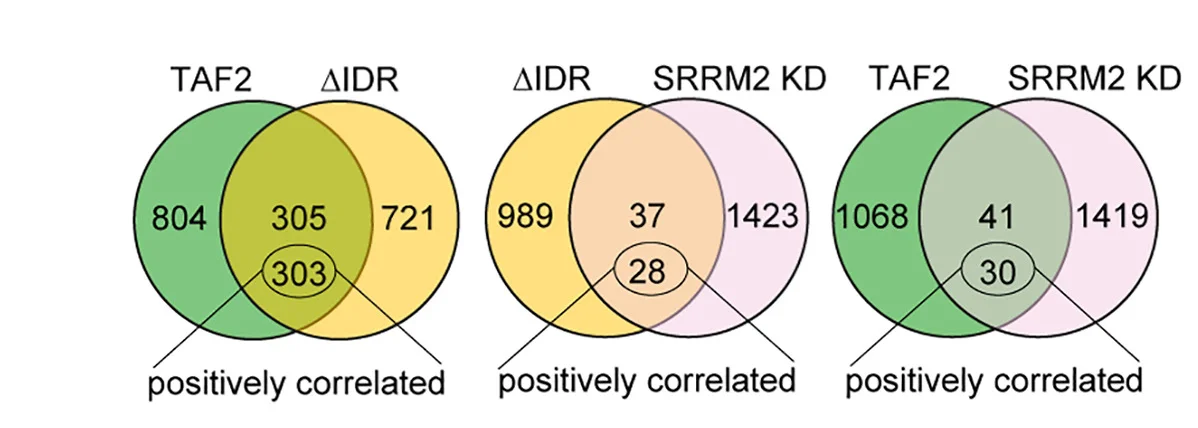 Open access visualization of Venn Diagram, Venn Diagrams, Differentially Spliced Events, TAF2, IDR
