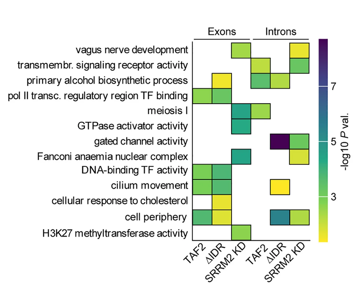 Open access visualization of Heatmap, Gene Ontology Enrichment Analysis, Genes, Exons, Introns