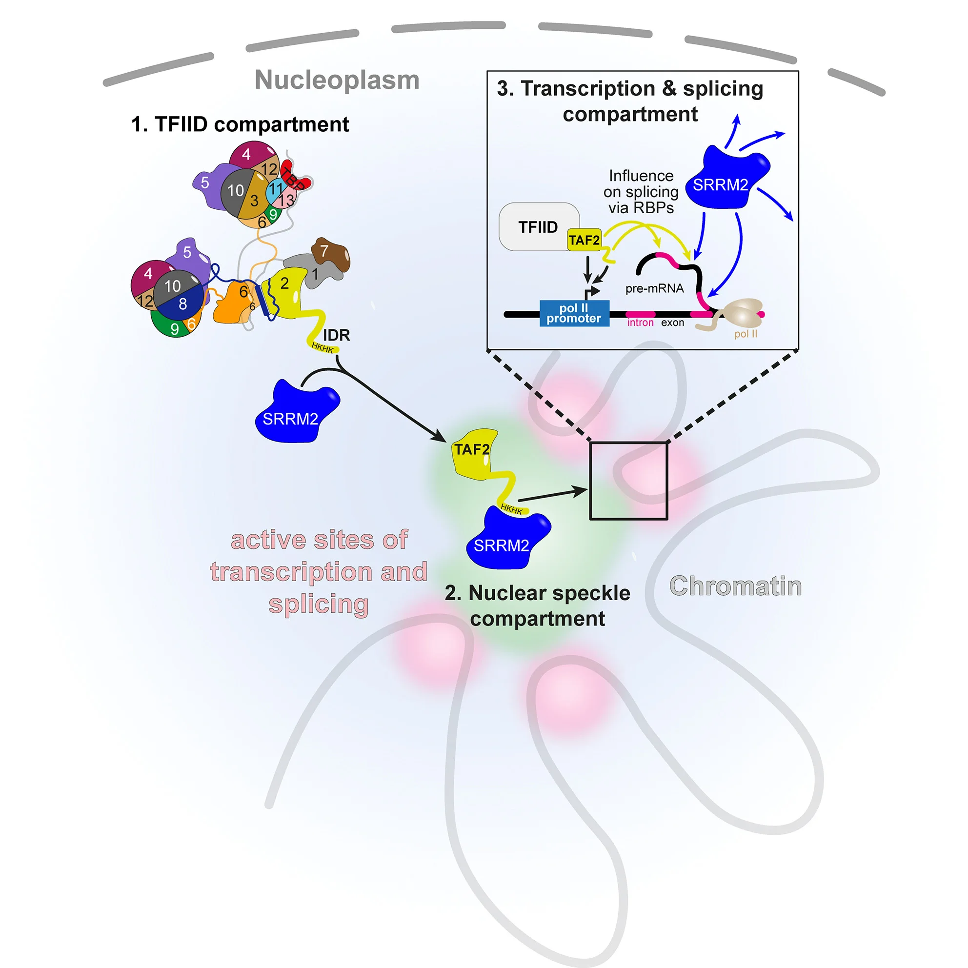 Open access visualization of Workflow, Illustration, TAF2, Nuclear Speckles, Transcription Initiation