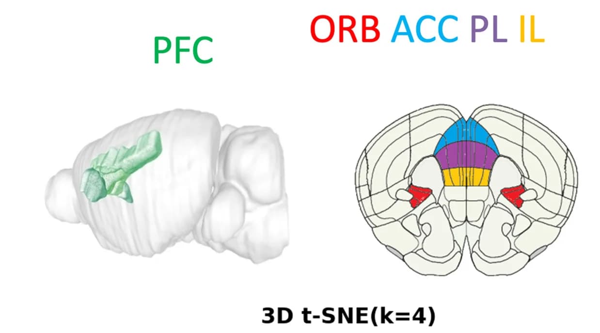 Open access visualization of 3D Plot, PFC, Subregions, CCFv.3