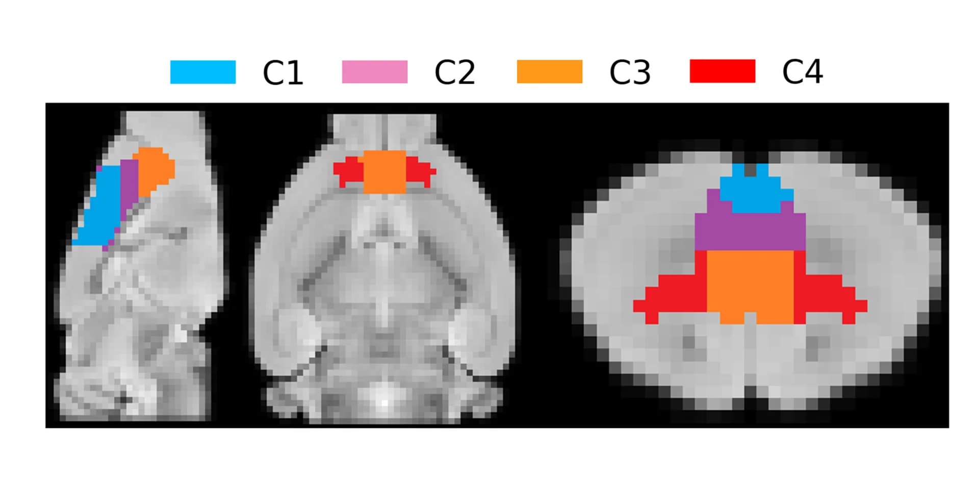 Open access visualization of Microscopy, Anatomy, Clusters, Visualization