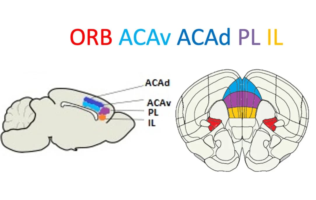 Open access visualization of Illustration, PFC, Subregions, CCFv.3
