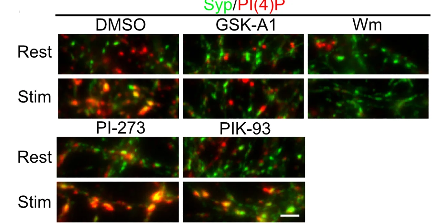 Open access visualization of Microscopy, Syp, PI(4)P, Hippocampal Neurons, PI4K Inhibitors