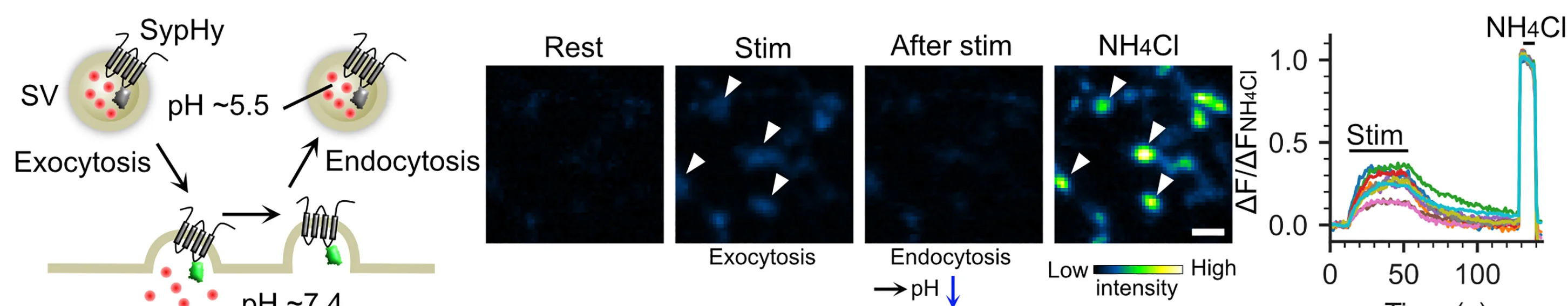 Open access visualization of Line Plot, Microscopy, Illustration, SV Recycling, pH-Sensitive Probe