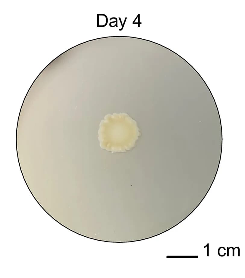 Open access visualization of Photo, BL21 Star (DE3) pLysS, pET20b, PCL Agar Plates, Empty Vector