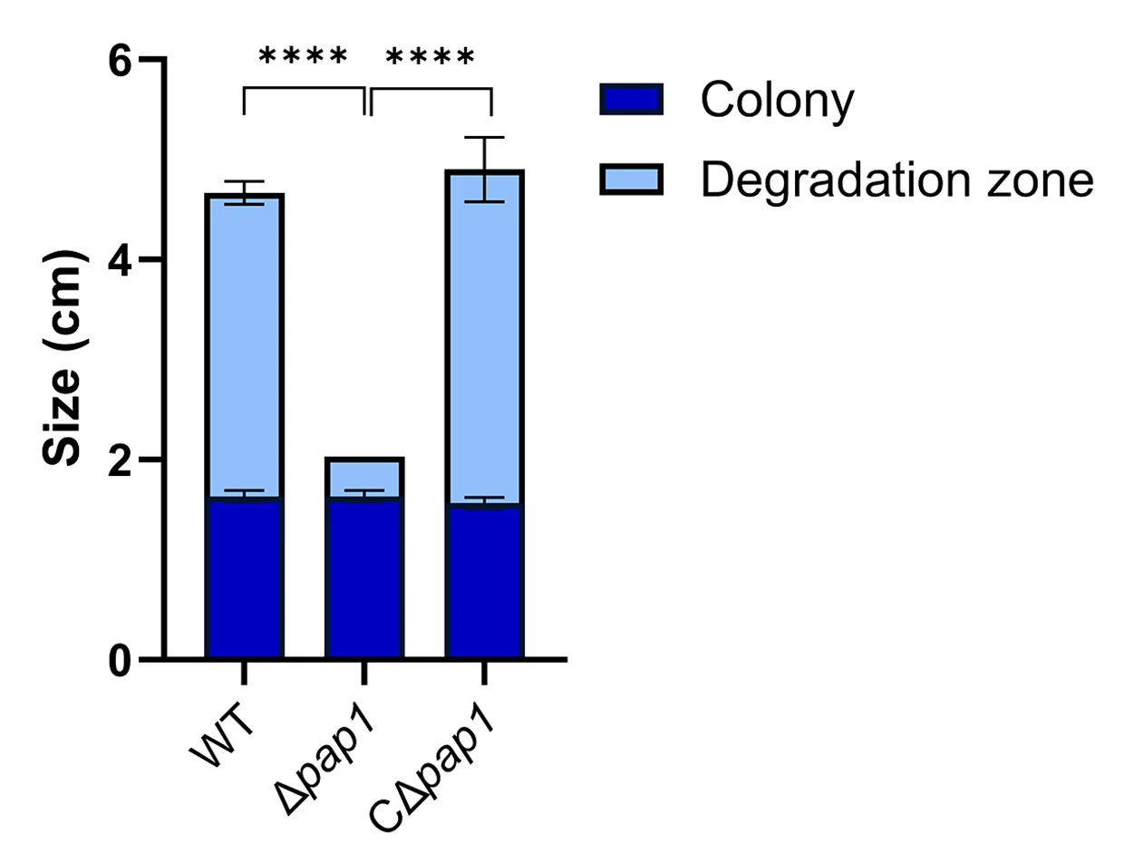 Open access visualization of Stacked Bar Plot, Error Bars, PCL Clear Zone Assay, P. aeruginosa, Mutant