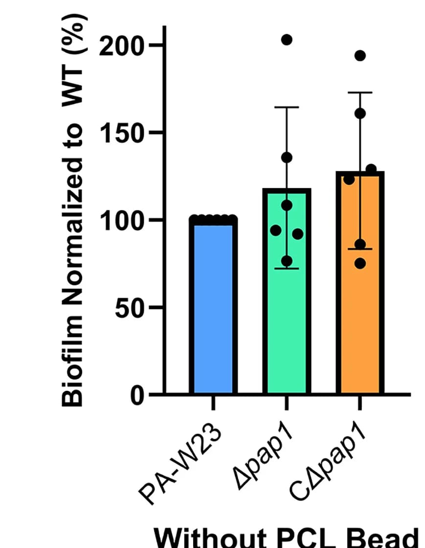 Open access visualization of Bar Plot, Error Bars, Biofilm Assay, P. aeruginosa PA-W23, Δpap1