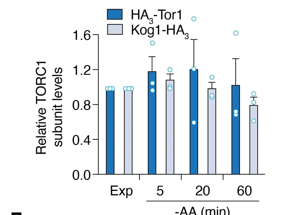 Open access visualization of Bar Plot, Error Bars, Scatter Plot, HA3-Tagged TORC1 Subunit Levels, Quantification