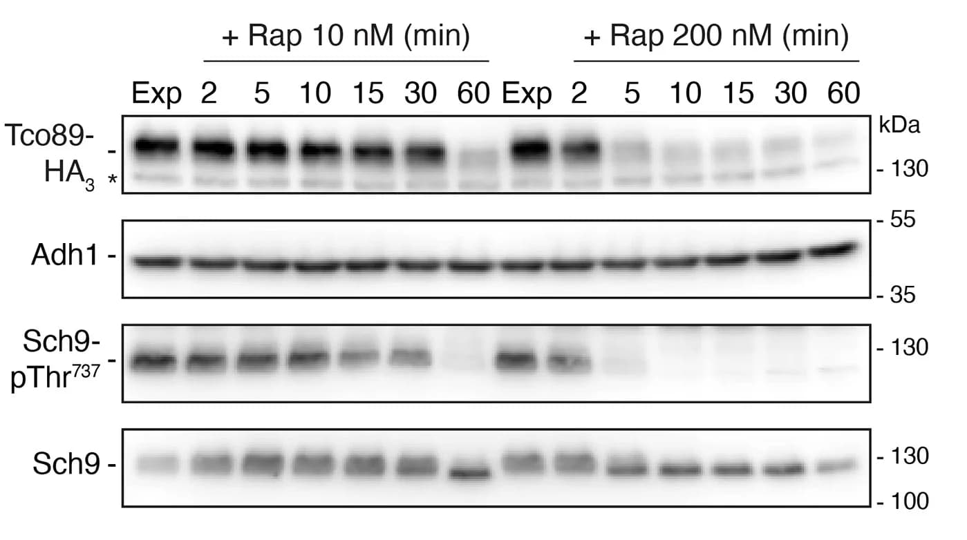 Open access visualization of Gel, Tco89, Rapamycin Treatment, Cell Culture, Immunoblotting